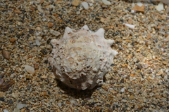 Astralium stellare