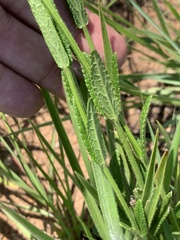 Stachys nigricans