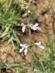 Stachys nigricans