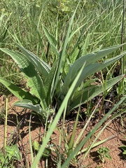 Helichrysum pallidum