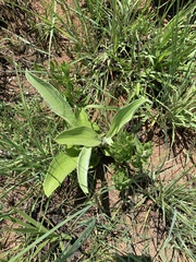 Helichrysum pallidum