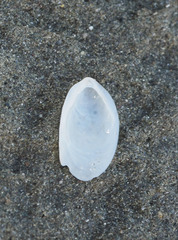 Maoricrypta sodalis
