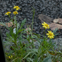 Senecio squalidus