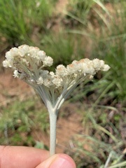 Helichrysum pallidum