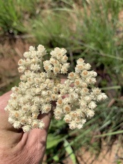 Helichrysum pallidum
