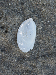 Maoricrypta sodalis