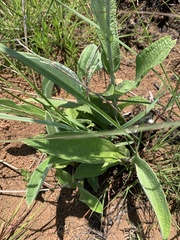 Helichrysum pallidum