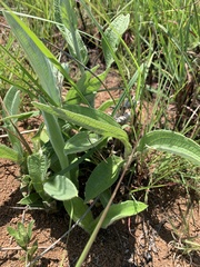 Helichrysum pallidum