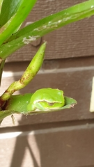 Ranoidea phyllochroa