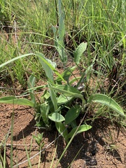 Helichrysum pallidum