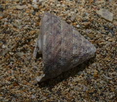 Tectus pyramis