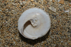 Tectus pyramis