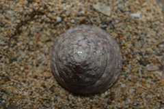 Tectus pyramis