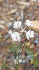 Xanthosia atkinsoniana