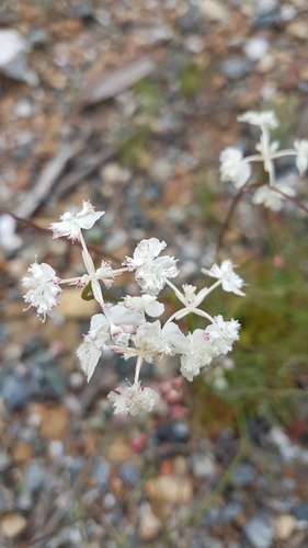 Image of Xanthosia atkinsoniana by no rights reserved