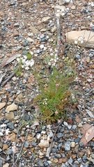 Xanthosia atkinsoniana