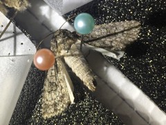 Acronicta carbonaria
