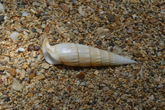 Rhinoclavis vertagus