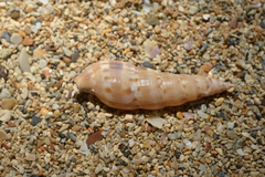 Colubraria nitidula