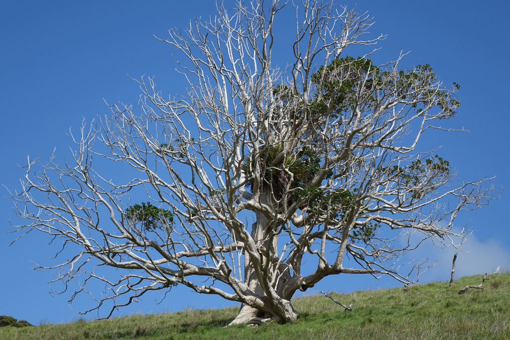 Puriri from Whangarei District, Northland, New Zealand on October 16