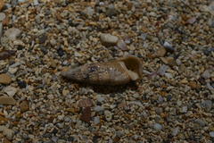 Rhinoclavis sinensis