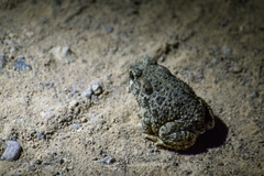 Anaxyrus compactilis