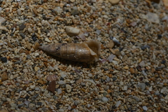 Rhinoclavis sinensis