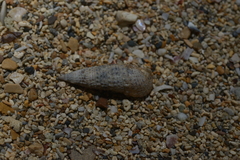 Rhinoclavis sinensis