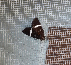 Coenotoca subaspersa