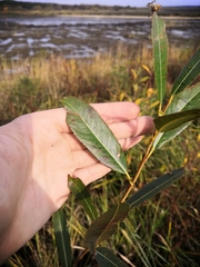 Phyllosticta salicicola