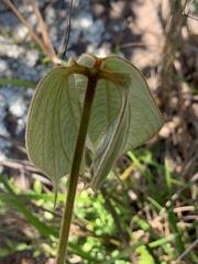 Dioscorea dregeana