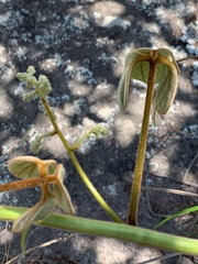 Dioscorea dregeana