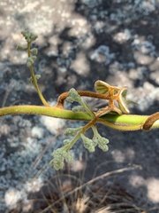 Dioscorea dregeana