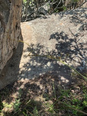Dioscorea dregeana