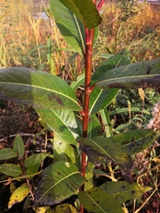 Phyllosticta salicicola