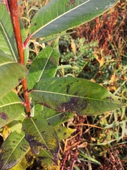 Phyllosticta salicicola