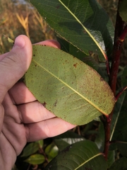 Phyllosticta salicicola