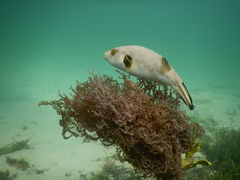 Arothron immaculatus