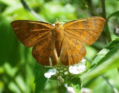Emesis vulpina