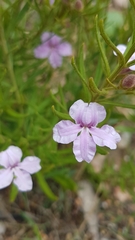 Coopernookia barbata