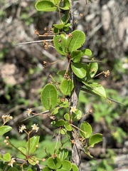 Gymnosporia harveyana harveyana