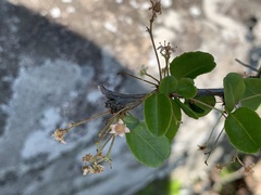 Gymnosporia harveyana harveyana