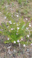 Coopernookia barbata