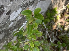 Gymnosporia harveyana harveyana