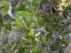 Gymnosporia harveyana harveyana