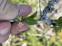 Gymnosporia harveyana harveyana