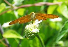 Emesis vulpina