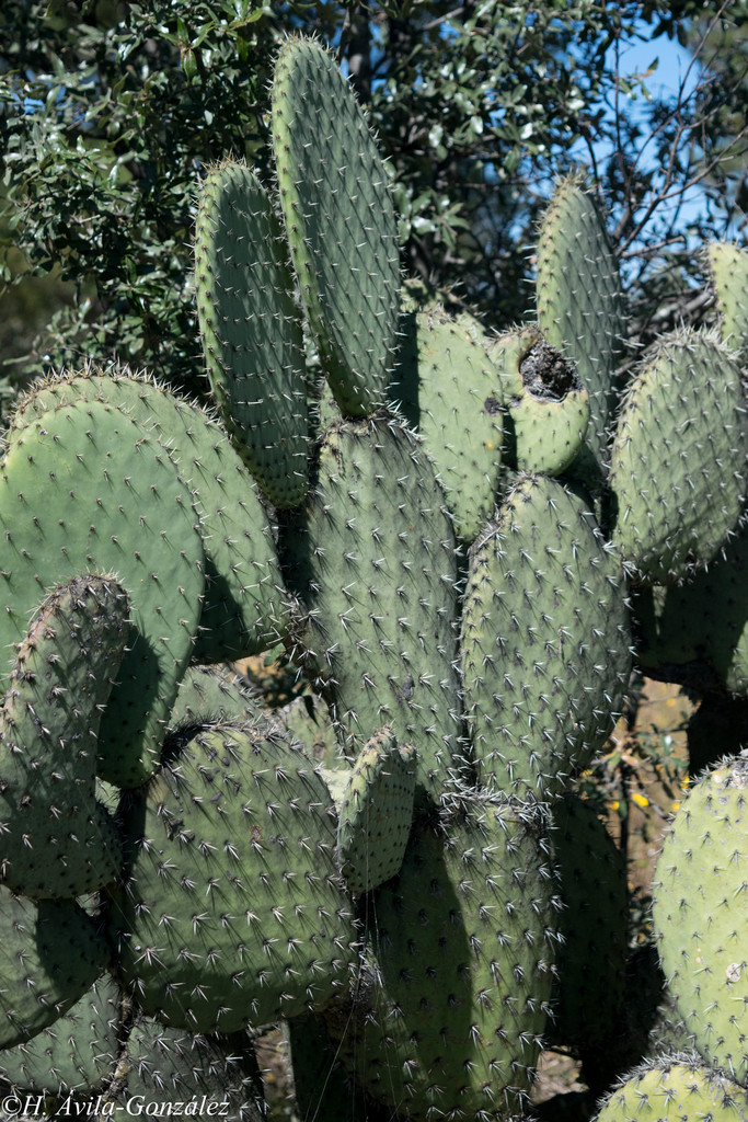Opuntia durangensis (Durango Giant Prickly Pear)
