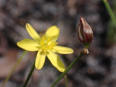 Tricoryne