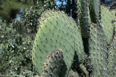 Opuntia durangensis